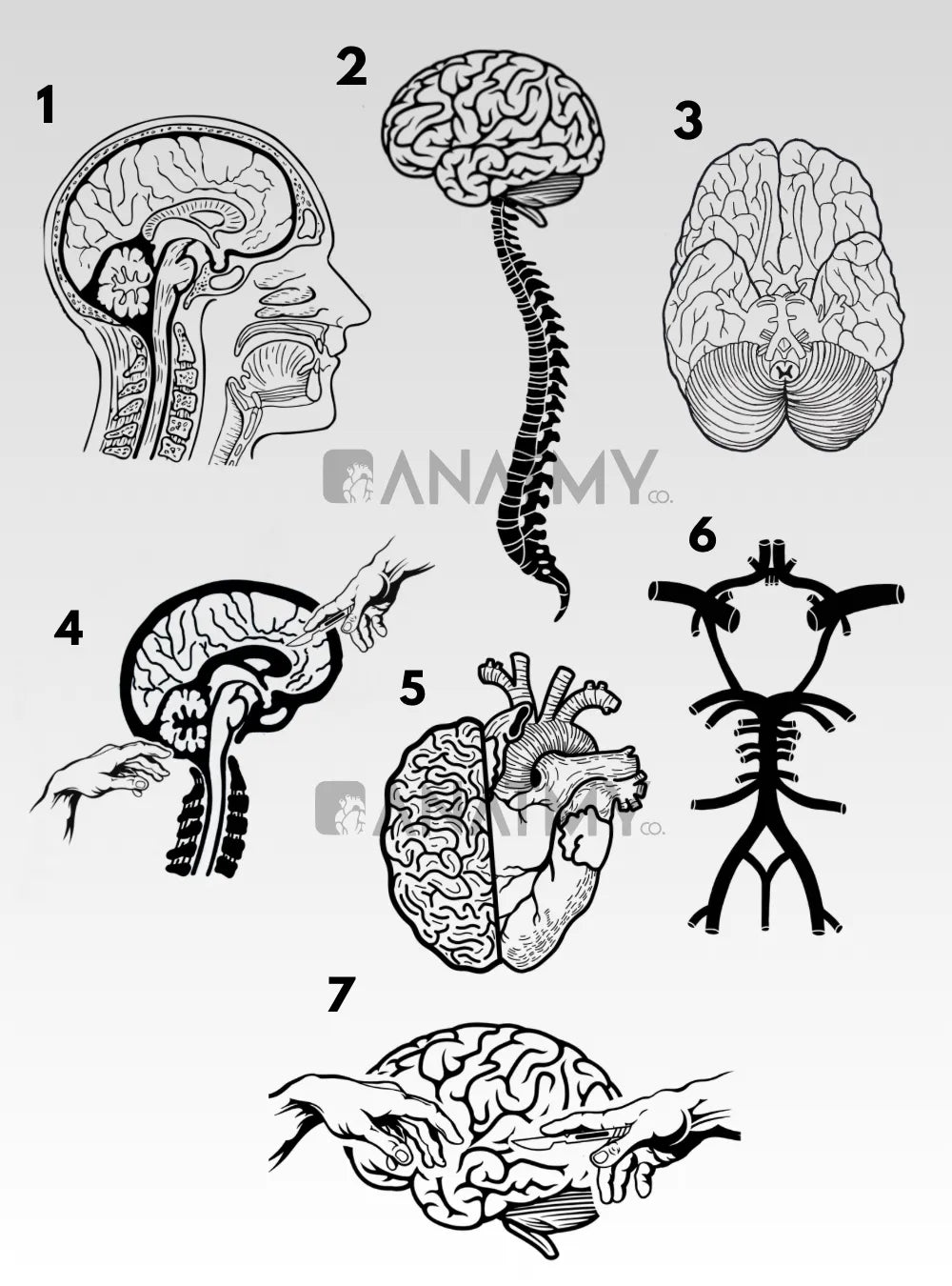 Cuadro Neurología detalle